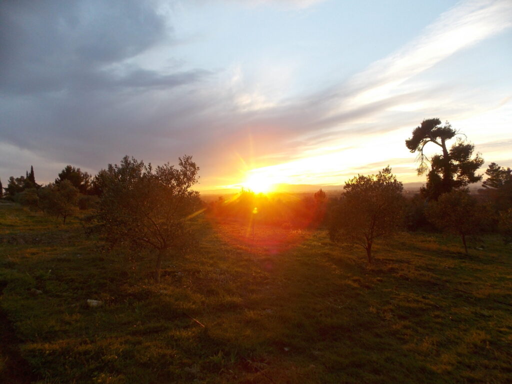 夕日が沈むオリーブ畑
